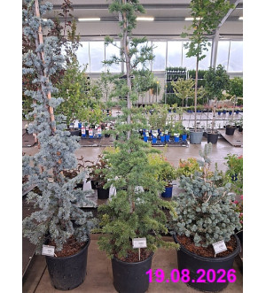 Cedrus atlantica C 25 L